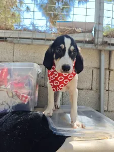 Hund Odi adoptieren