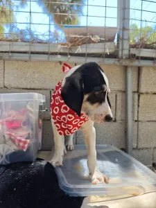 Hund Odi adoptieren