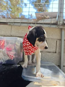 Hund Odi adoptieren