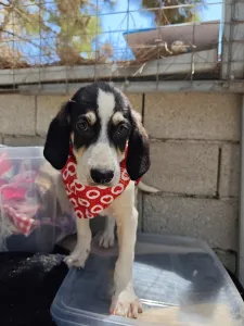 Hund Odi adoptieren