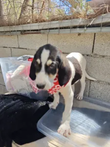 Hund Odi adoptieren