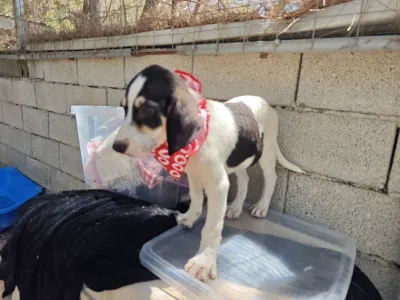 Hund Odi adoptieren