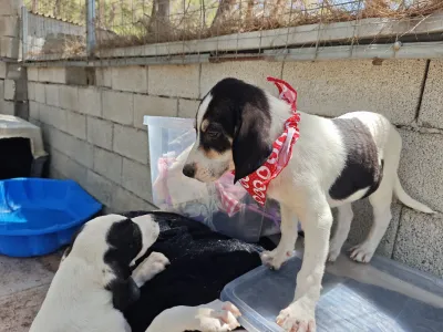 Hund Odi adoptieren