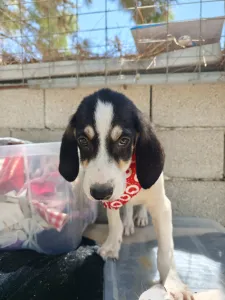 Hund Odi adoptieren