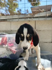 Hund Odi adoptieren