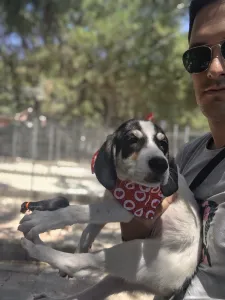 Hund Odi adoptieren
