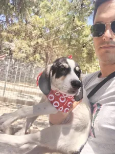 Hund Odi adoptieren