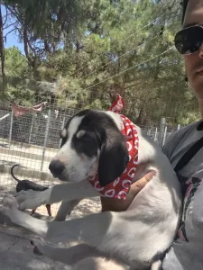Hund Odi adoptieren
