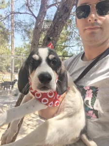 Hund Odi adoptieren