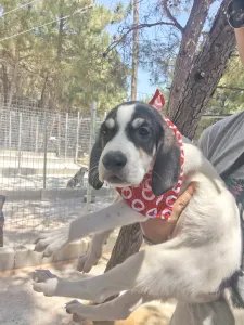 Hund Odi adoptieren