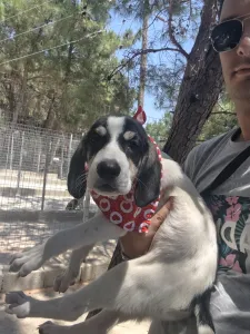 Hund Odi adoptieren