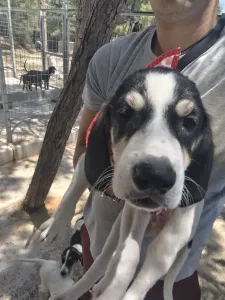 Hund Odi adoptieren