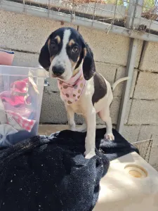 Adoptionsprofil für Mairy