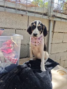 Hund Mairy adoptieren
