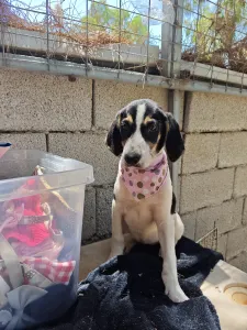 Hund Mairy adoptieren