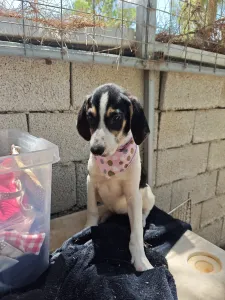 Hund Mairy adoptieren