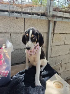 Hund Mairy adoptieren