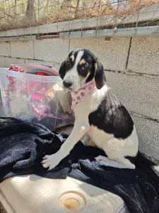 Hund Mairy adoptieren
