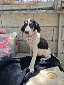 Hund Mairy adoptieren