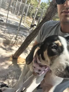Hund Mairy adoptieren