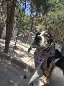 Hund Mairy adoptieren
