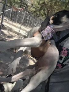 Hund Mairy adoptieren