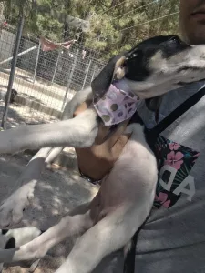 Hund Mairy adoptieren