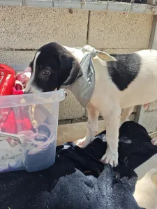 Adopt Bloom