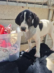 Adopt Bloom