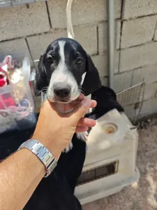 Adopt Bloom