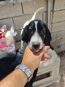 Adopt Bloom