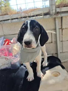Adopt Bloom