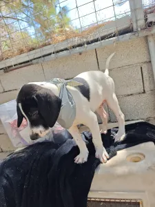 Adopt Bloom