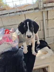 Adopt Bloom
