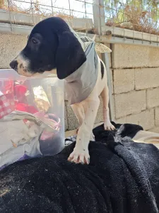 Adopt Bloom