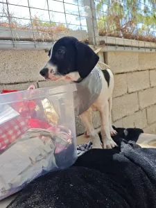 Adopt Bloom