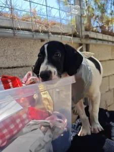 Adopt Bloom