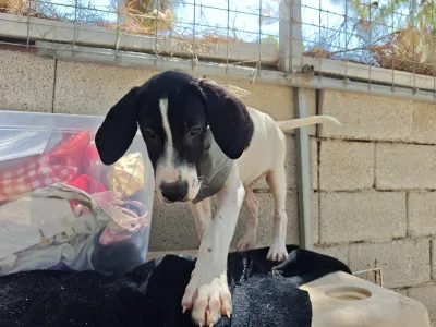 Adopt Bloom