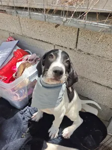 Adopt Bloom