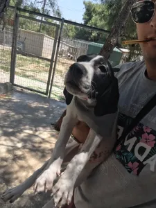 Adopt Bloom
