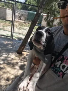 Adopt Bloom