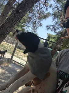 Adopt Bloom
