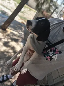 Adopt Bloom