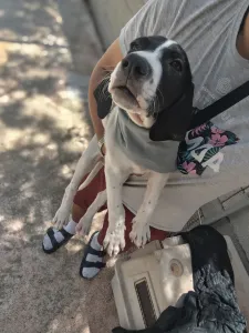 Adopt Bloom