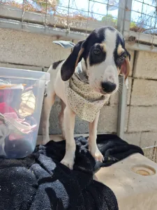 Adoptionsprofil für Mayia