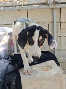 Adoptie hond Mayia