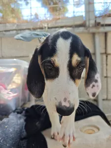 Adoptie hond Mayia