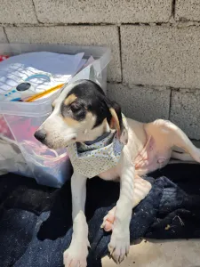 Adoptie hond Mayia