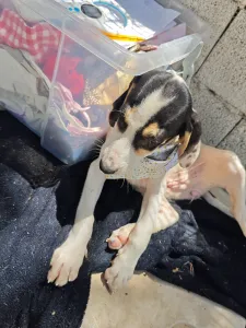 Adoptie hond Mayia