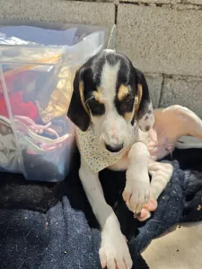 Adoptie hond Mayia